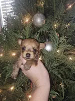Tiny sable girl 5, a female Yorkshire Terrier for sale in Lexington, SC – Photo 7 of 10