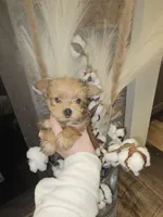 Tiny sable girl 5, a female Yorkshire Terrier for sale in Lexington, SC – Photo 4 of 10