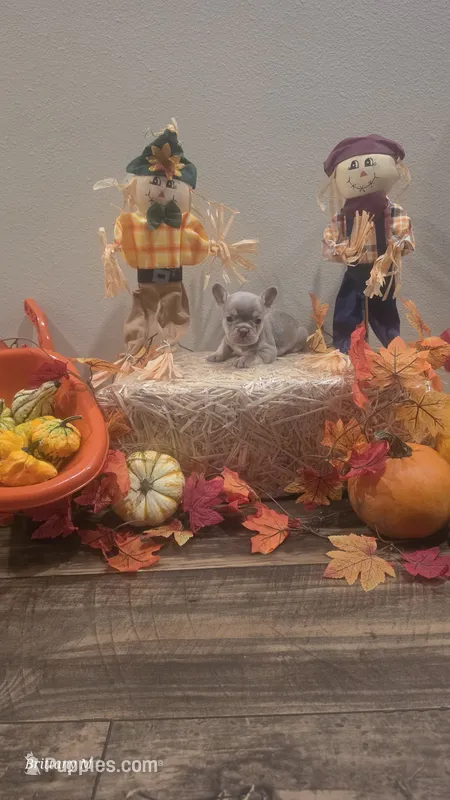Akc boys 2 – French Bulldog puppy for sale in Saint Helena Island, SC