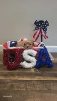 Cavapoo 2, a female Cavapoo for sale in Saint Helena Island, SC – 4 of 5