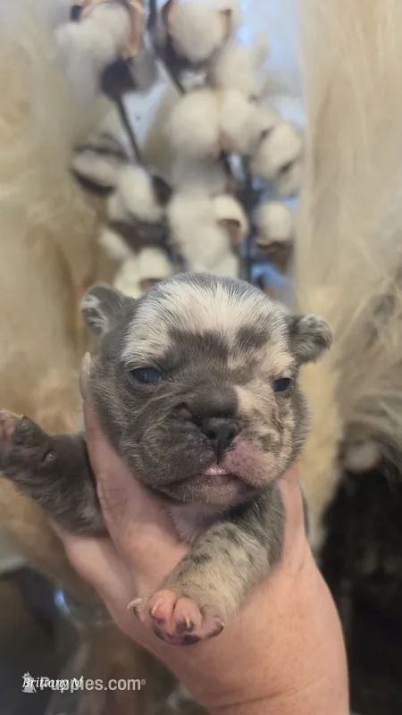 Akc girl 2 – French Bulldog puppy for sale in Saint Helena Island, SC