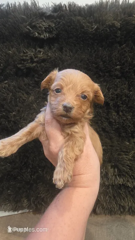 Red girl 1  – Yorkipoo puppy for sale in Saint Helena Island, SC