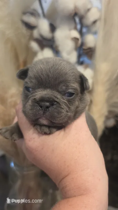 Akc boy 3 – French Bulldog puppy for sale in Saint Helena Island, SC