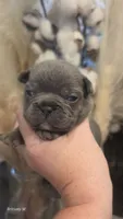 Akc boy 3, a male French Bulldog for sale in Saint Helena Island, SC – 5 of 8