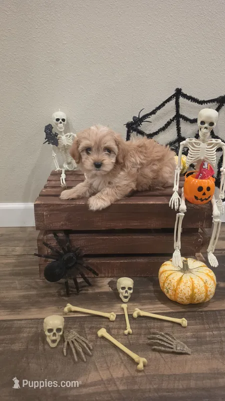 Cavapoo 1 – Cavapoo puppy for sale in Saint Helena Island, SC