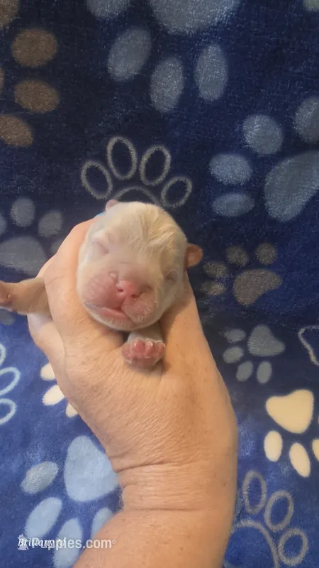 Akc boys 2 – French Bulldog puppy for sale in Columbia, SC