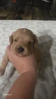 Cavapoo 1, a female Cavapoo for sale in Saint Helena Island, SC – 5 of 6