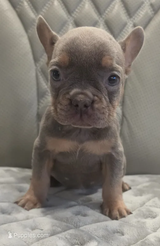 Akc girl 1 – French Bulldog puppy for sale in Saint Helena Island, SC