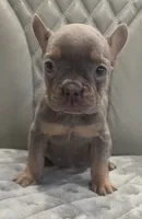Little lucy, a female French Bulldog for sale in Saint Helena Island, SC – 1 of 9