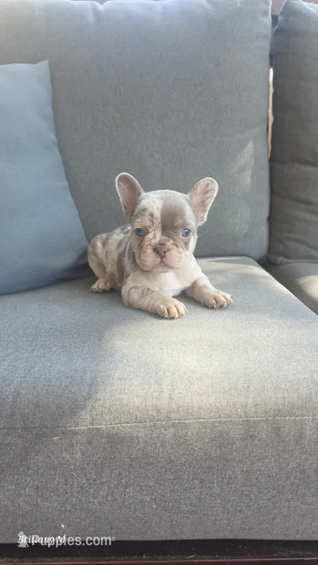 Akc girl 4 – French Bulldog puppy for sale in Saint Helena Island, SC