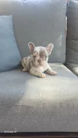 Akc girl 4, a female French Bulldog for sale in Saint Helena Island, SC – 2 of 8