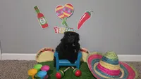 Ckc little man , a male Poodle - Toy  for sale in Columbia, SC – 6 of 6