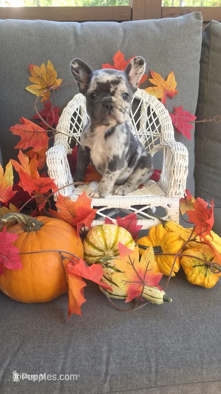 Akc girl 2 – French Bulldog puppy for sale in Saint Helena Island, SC