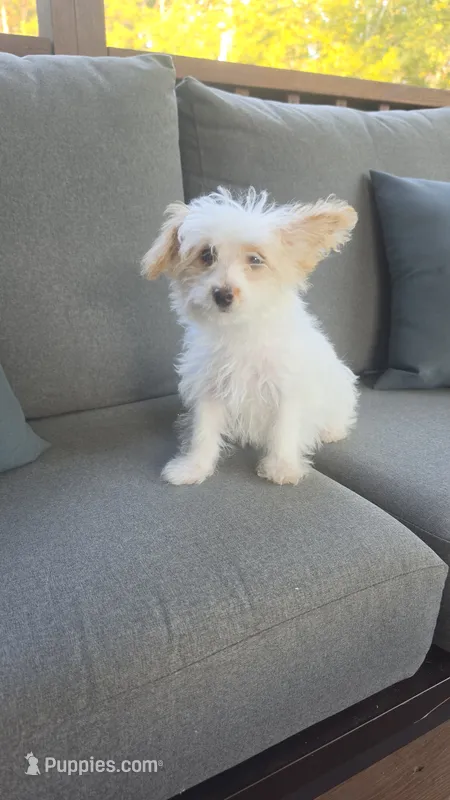Parti boy  – Yorkipoo puppy for sale in Saint Helena Island, SC