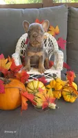 Akc girl 1, a female French Bulldog for sale in Saint Helena Island, SC – 1 of 8