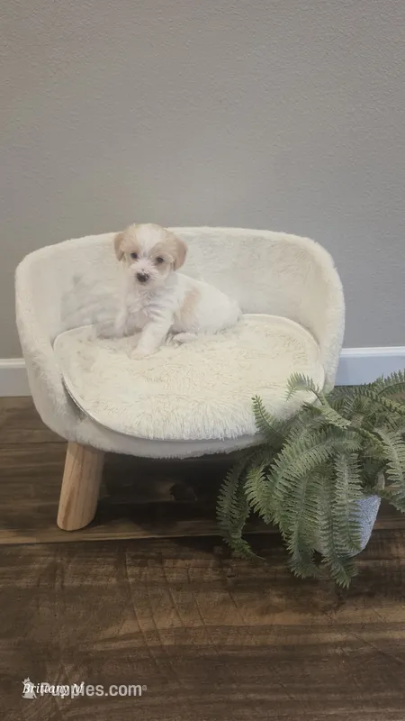 Parti girl  – Yorkipoo puppy for sale in Saint Helena Island, SC