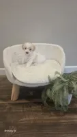 Parti girl , a female Yorkipoo for sale in Saint Helena Island, SC – 5 of 10