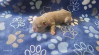 Akc boys 2, a male French Bulldog for sale in Columbia, SC – 2 of 2