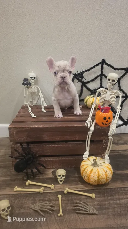 Tiny – French Bulldog puppy for sale in Saint Helena Island, SC
