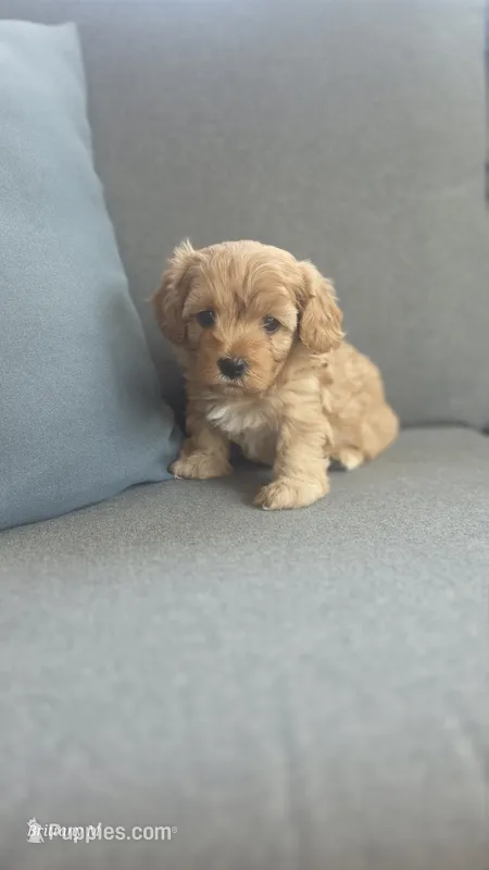 Cavapoo 2 – Cavapoo puppy for sale in Saint Helena Island, SC