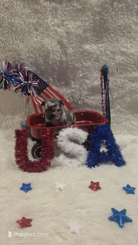 Akc girl 2 – French Bulldog puppy for sale in Saint Helena Island, SC