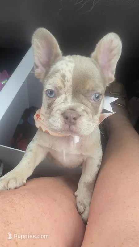Dot, a female French Bulldog for sale in Saint Helena Island, SC – 1 of 7