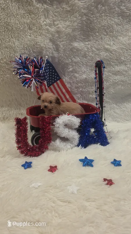 Apricot boy – Yorkipoo puppy for sale in Saint Helena Island, SC