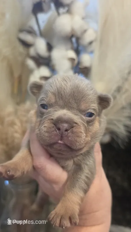 Akc girl 1 – French Bulldog puppy for sale in Saint Helena Island, SC