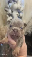 Akc girl 1, a female French Bulldog for sale in Saint Helena Island, SC – 5 of 8