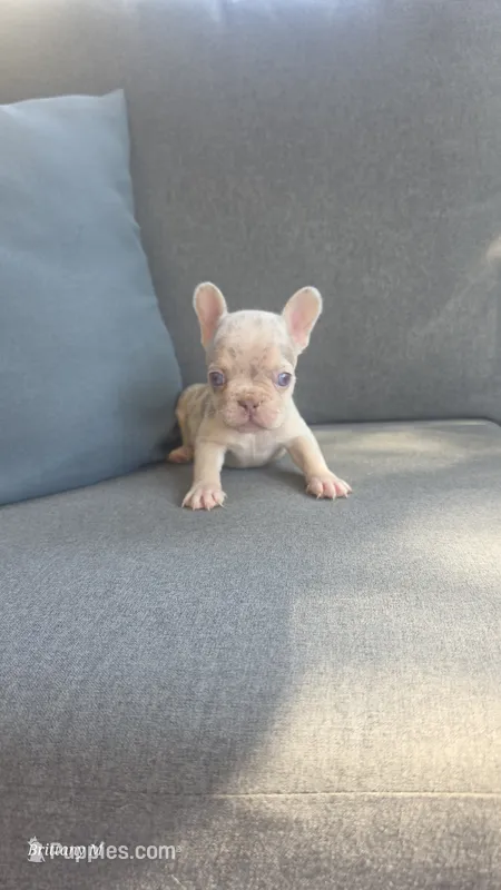 Akc boy 4 – French Bulldog puppy for sale in Saint Helena Island, SC