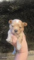 Cavapoo 1, a female Cavapoo for sale in Saint Helena Island, SC – 6 of 6