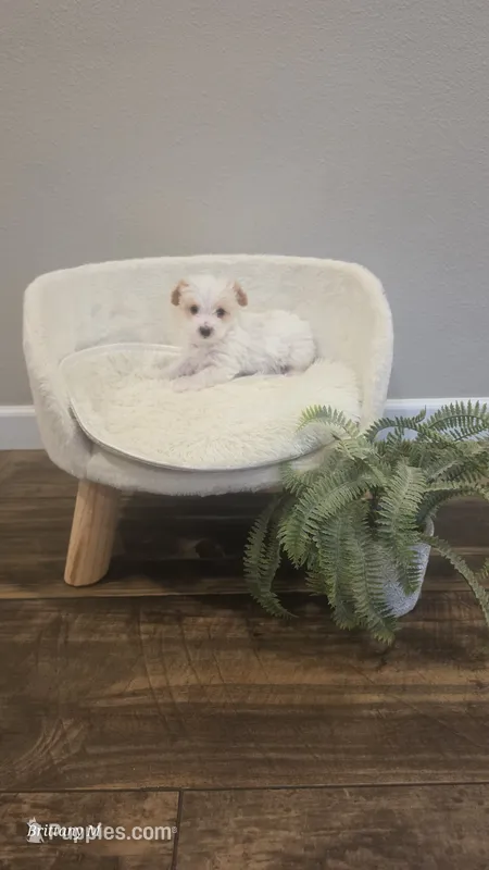 Parti boy  – Yorkipoo puppy for sale in Saint Helena Island, SC