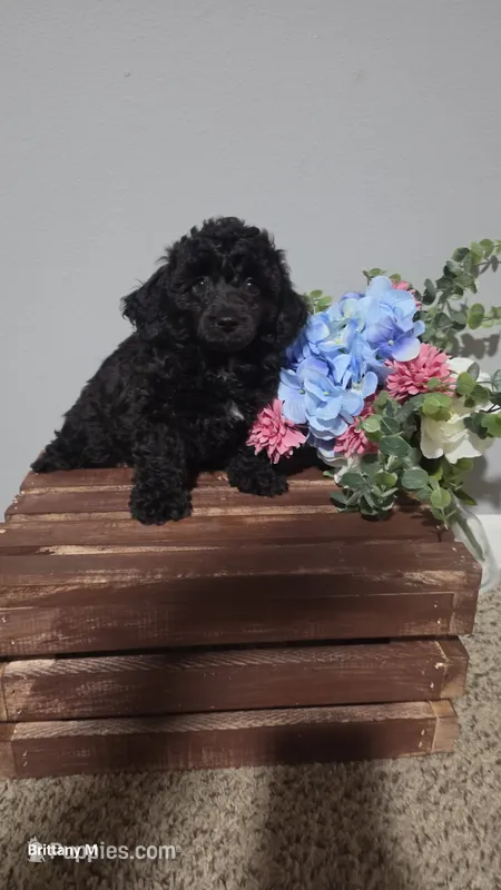 Ckc little man  – Poodle - Toy  puppy for sale in Columbia, SC