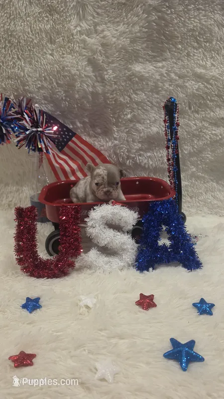 Akc girl 4 – French Bulldog puppy for sale in Saint Helena Island, SC