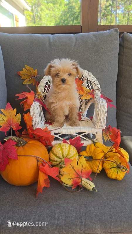 Apricot boy – Yorkipoo puppy for sale in Saint Helena Island, SC
