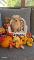 Apricot boy, a male Yorkipoo for sale in Saint Helena Island, SC – 1 of 10