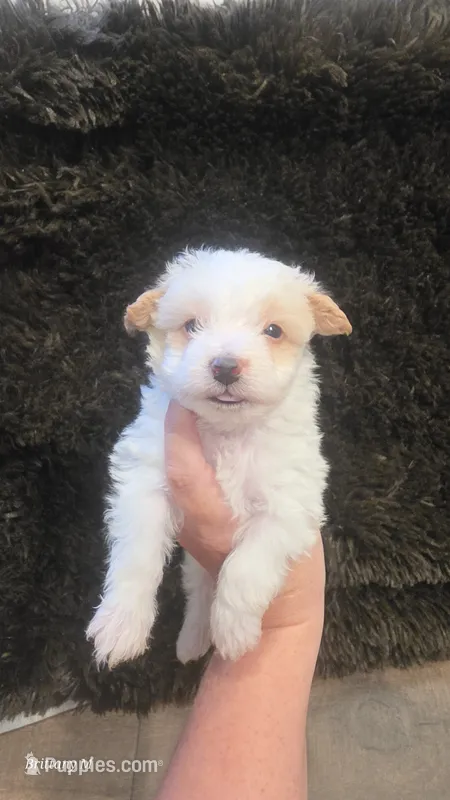 Parti boy  – Yorkipoo puppy for sale in Saint Helena Island, SC
