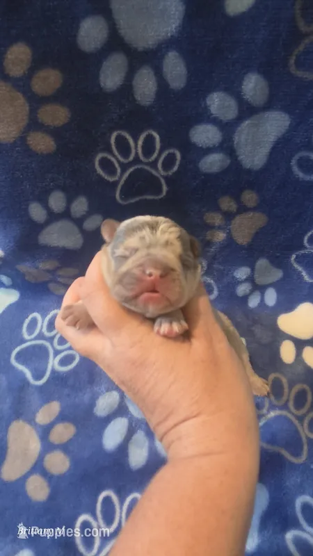 Akc boys 1 – French Bulldog puppy for sale in Columbia, SC