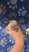 Akc boys 1, a male French Bulldog for sale in Columbia, SC – 1 of 2