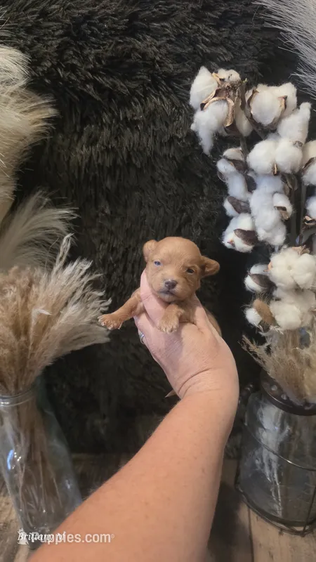 Red girl 1  – Yorkipoo puppy for sale in Columbia, SC