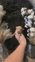 Red girl 1 , a female Yorkipoo for sale in Columbia, SC – 1 of 3