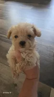Little man, a male Yorkipoo for sale in Saint Helena Island, SC – 4 of 9