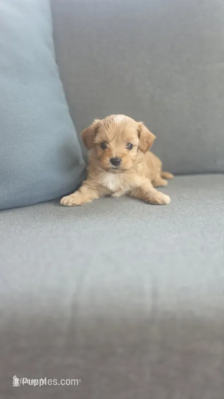Cavapoo 1 – Cavapoo puppy for sale in Saint Helena Island, SC