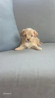 Cavapoo 1, a female Cavapoo for sale in Saint Helena Island, SC – 1 of 6