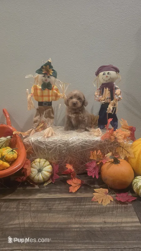 Red girl 1  – Yorkipoo puppy for sale in Saint Helena Island, SC