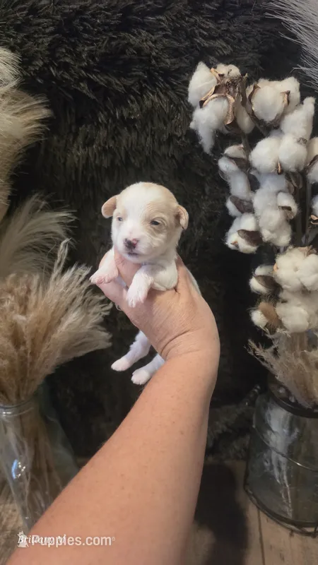 Parti girl , a female Yorkipoo for sale in Columbia, SC – 1 of 3