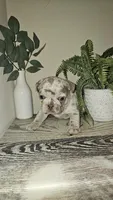 Akc j, a male French Bulldog for sale in Lexington, SC – Photo 5 of 10