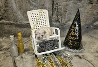 Akc j, a male French Bulldog for sale in Lexington, SC – Photo 4 of 10