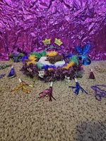 Blonde girl, a female Yorkshire Terrier for sale in Lexington, SC – Photo 6 of 10