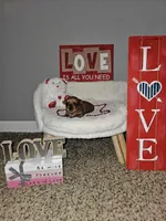 Blonde girl, a female Yorkshire Terrier for sale in Lexington, SC – Photo 4 of 10